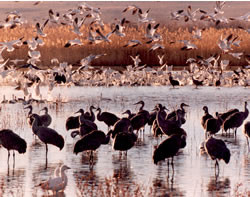 Bosque del Apache Bosque del Apache