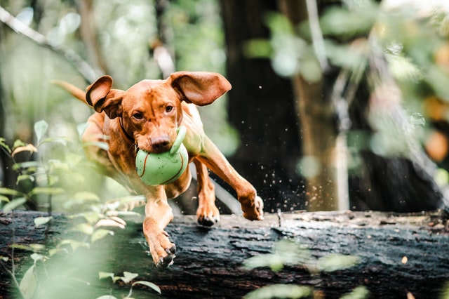 picture of a playful dog
